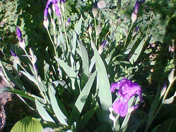 Fotogr.1098