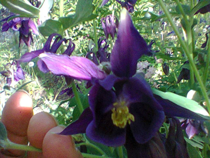 Fotogr.1101