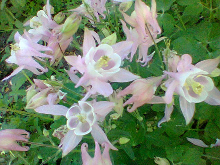 Fotogr.1104