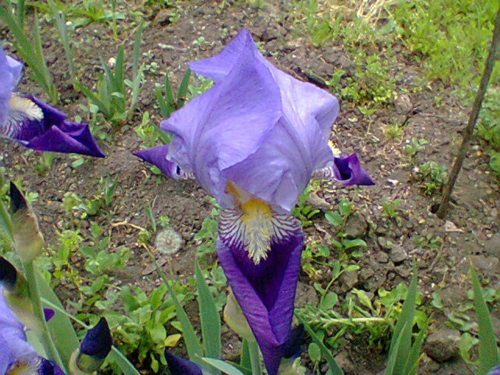 Fotogr.1120