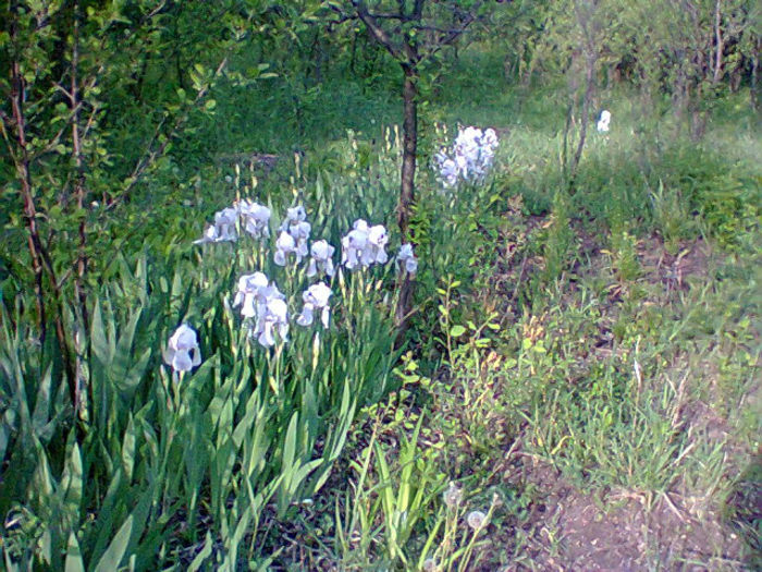 Fotogr.1125