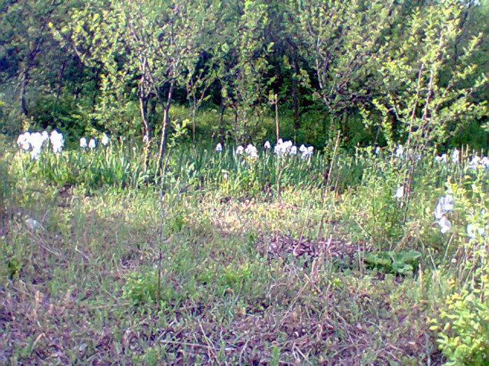 Fotogr.1136