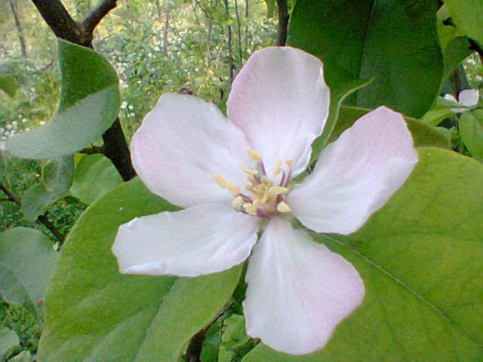 Fotogr.1137 - pomi fructiferi pruni ciresi  peri