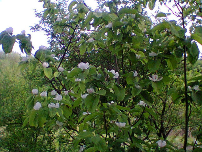 Fotogr.1138 - pomi fructiferi pruni ciresi  peri