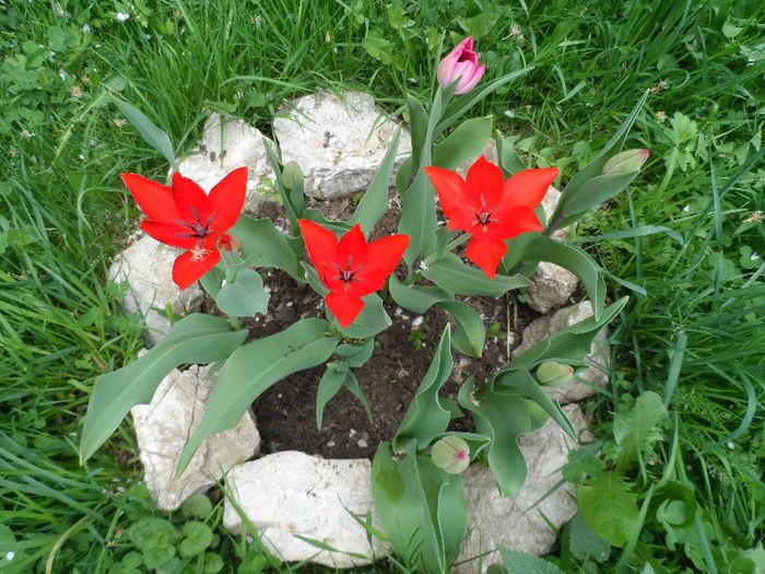 SAM_3876 - v Flori si Imprejurimi