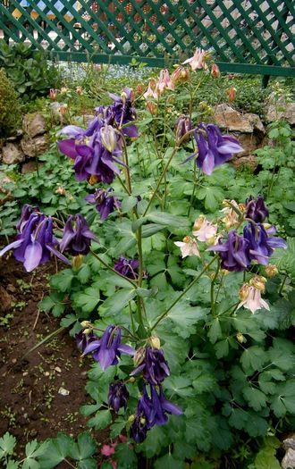  - Aquilegii 2013