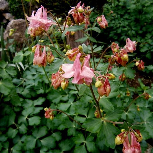  - Aquilegii 2013