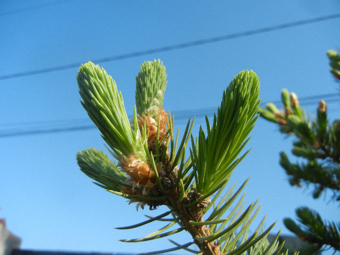 Picea abies (2013, May 03)