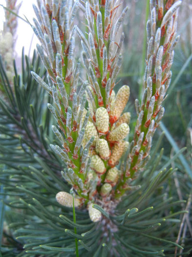 Pinus mugo Laurin (2013, May 03)