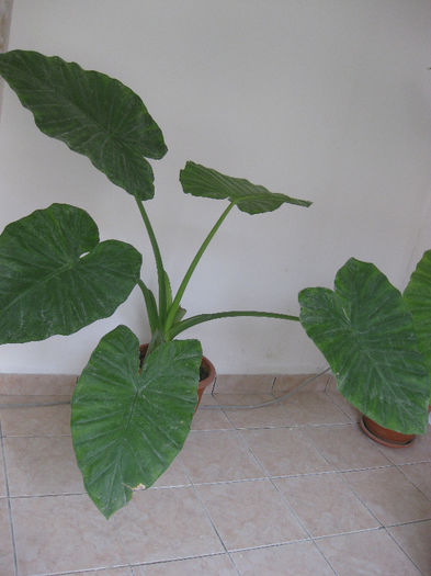 IMG_1759 - FLORILE MELE amaryllis colocasia philodendron