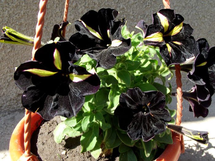 petunia mystical phantom