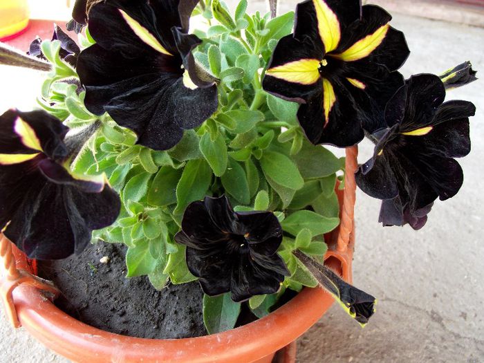 petunia bordo-negru cu galben
