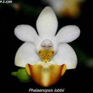 lobbi - Phalaenopsis Lobbi