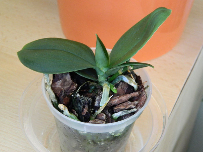 DSCN2064 - Phalaenopsis Lobbi