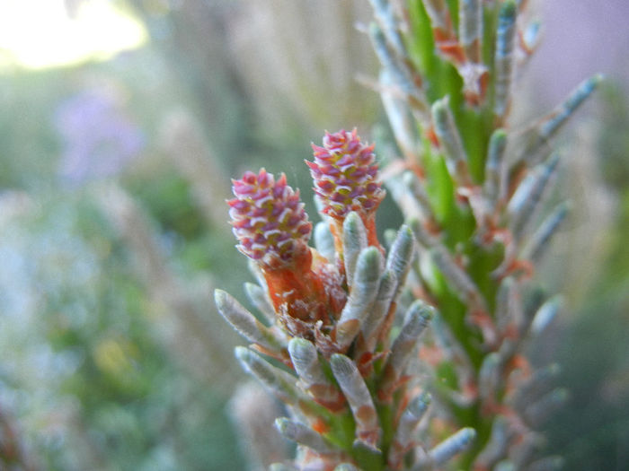 Pinus mugo Laurin (2013, May 03) - Pinus mugo Laurin