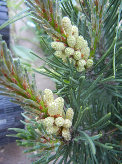 Pinus mugo Laurin (2013, May 03) - Pinus mugo Laurin