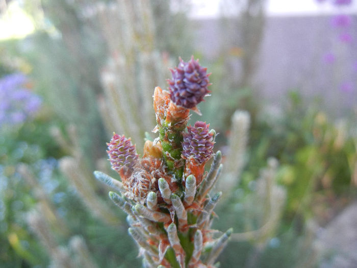 Pinus mugo Laurin (2013, May 03)