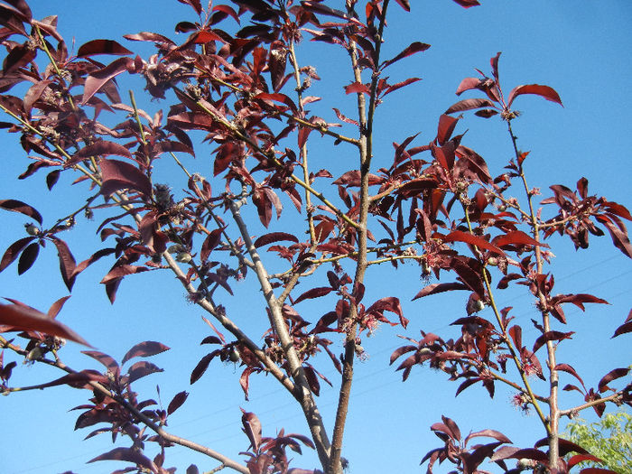 Prunus persica Davidii (2013, May 03) - Prunus persica Davidii