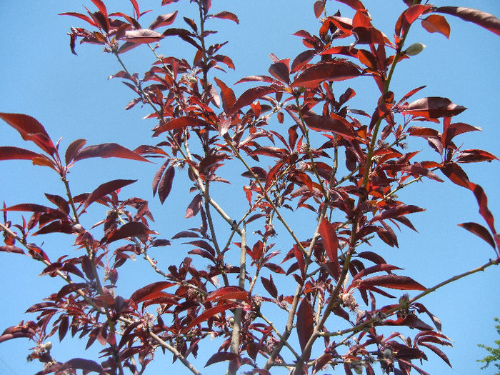 Prunus persica Davidii (2013, May 03) - Prunus persica Davidii