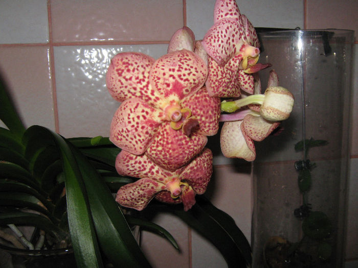 inflorire vanda alta poza - Vanda Kulwadee