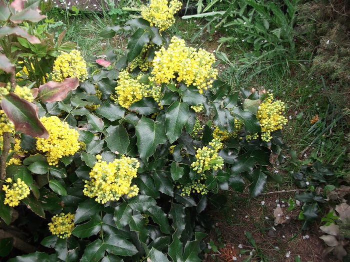 mahonia