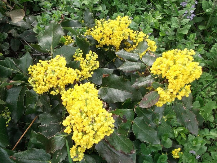 mahonia - a primavara 2013