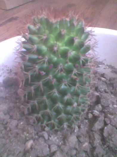 Imag0574 - cactusi