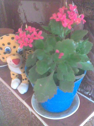 Imag0568 - kalanchoe