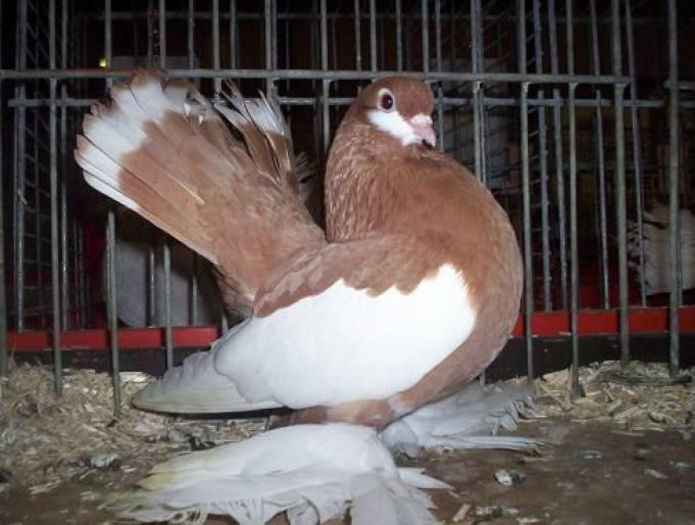 Jucator de Volga,galben baltat