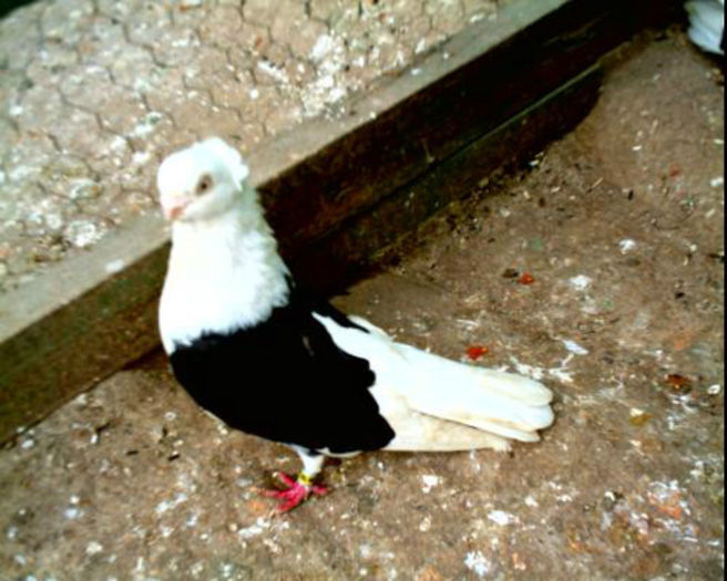 Jucator scurt de Constanta