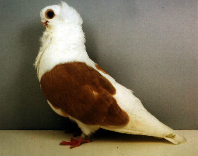 Misirliu rusesc (kabarleta)