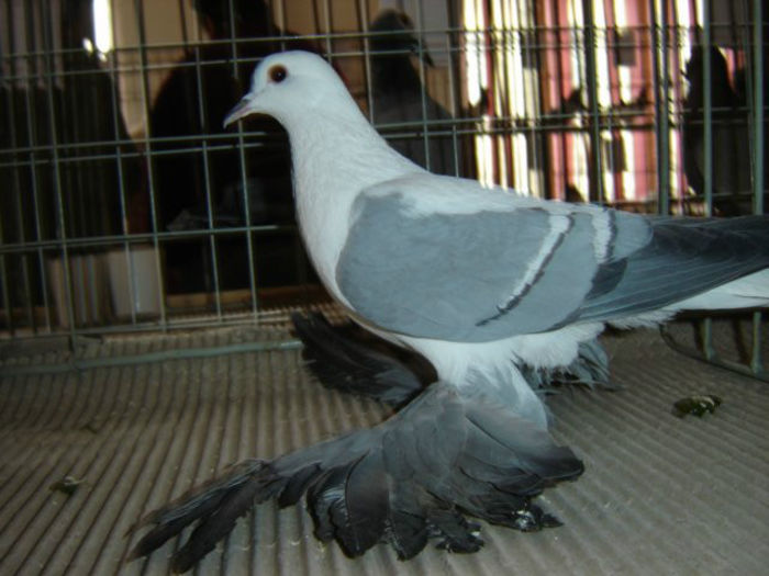 Randunele de Saxonia