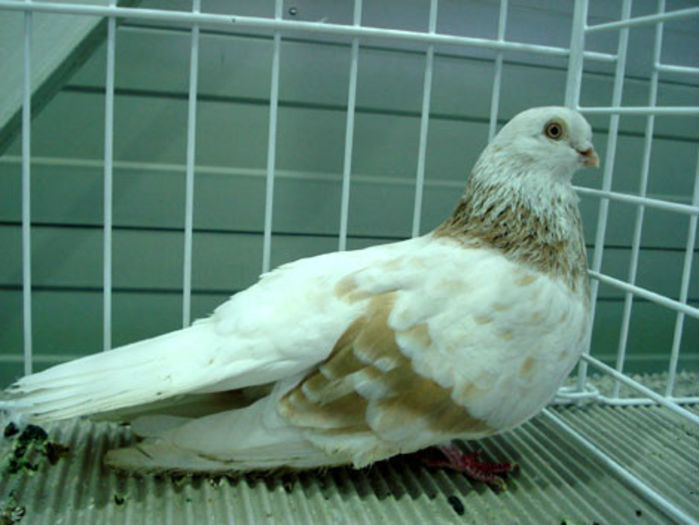 Zburator argintiu romanesc