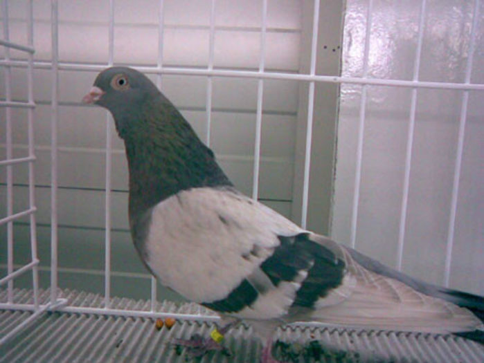 Zburator bragagiu romanesc