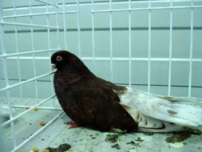 Zburator ciung de Bucuresti