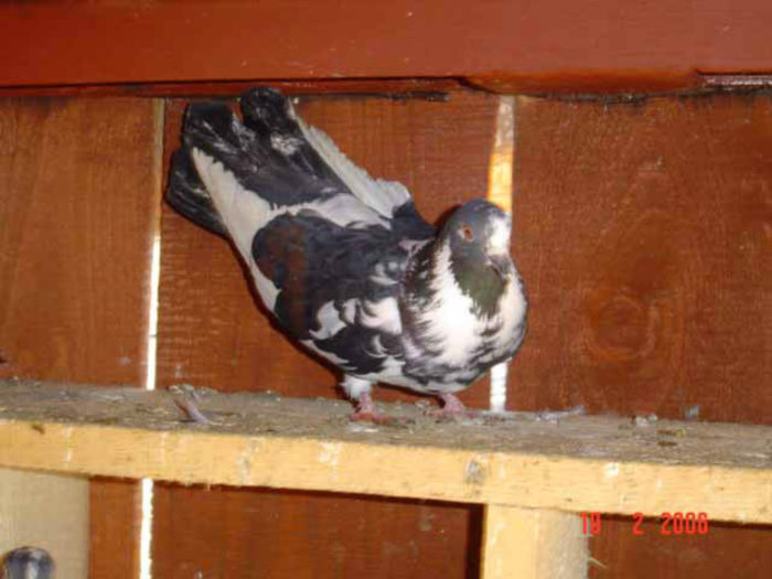 Zburator Ciung de Ploiesti