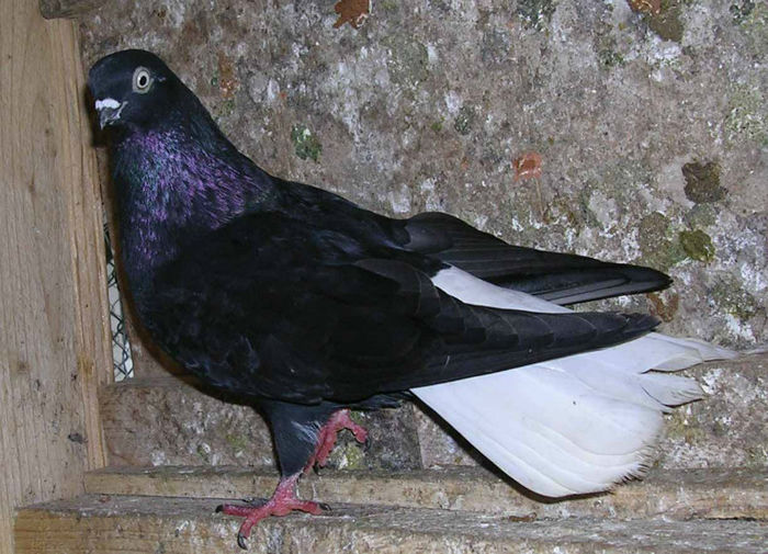 Zburator negru codalb - F rase porumbei