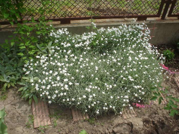 cerastium