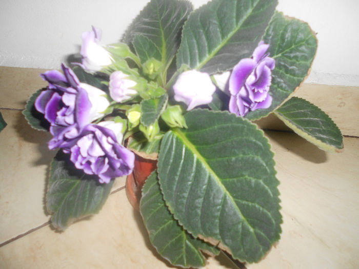 DSCN3155