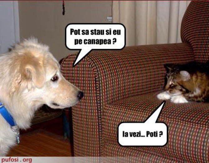 310490_294119050603974_838271953_n - xo_Doza de ras_xo