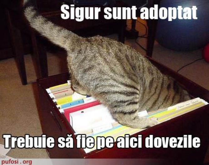 404267_390376550978223_2124465185_n - xo_Doza de ras_xo