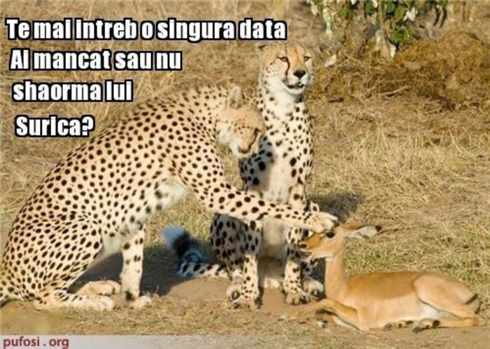 420042_401444363204775_233873337_n - xo_Doza de ras_xo