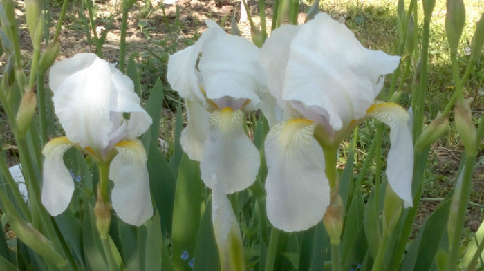 primi irisi germanicus