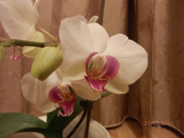 Orhidee_Phalaenopsis-P3212022