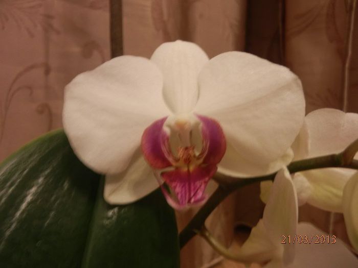 Orhidee_Phalaenopsis-P3212025 - Primavara-2013
