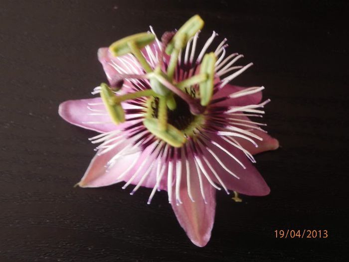 Passiflora-P4192060