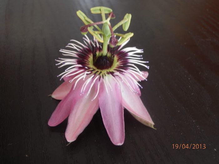 Passiflora-P4192061