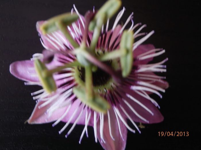 Passiflora-P4192062