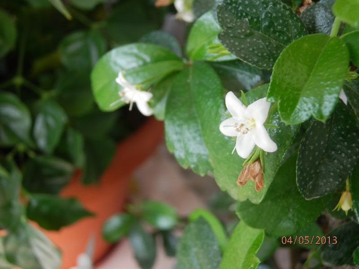 BONSAI Carmona microphylla – Ceai de fukien-P5042189