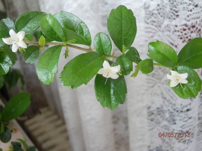 BONSAI Carmona microphylla – Ceai de fukien-P5042190